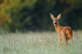 Pendant son petit dej, la chevrette jette régulièrement un oeil aux alentours chevreuil, chevrette 