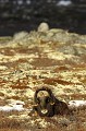 Après s'être rassasié de lichens, ce mâle passe à une sieste digestive  