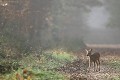 Rencontre matinale avec une jeune randonneuse... chevreuil, chevrette 