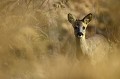 Jeune chevrette se prélassant au soleil dans les fougères d'automne chevreuil, chevrette 