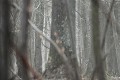 Dissimulée par les troncs des arbres, une chevrette regarde la photographe chevreuil 
