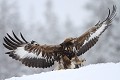 Que ce soit au décollage ou à l'atterrisage, l'aigle a besoin d'un maximum de portance....  