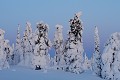 Nord de la Finlande - Le froid ambiant a figé la neige sur les arbres  