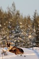 Si la moité nord de la Finlande est occupée par les rennes d'élevage, la moitié sud abrite une petite population de rennes sauvages, qui vit discrètement entre forêts et prairies  