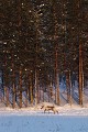 Petite promenade en raquettes dans les champs enneigés pour le renne  