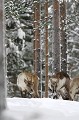 Deux rennes convoitent la même trouée dans la neige pour accéder au lichen  