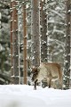 Les rennes reviennent gratter plusieurs fois aux mêmes endroits dans la neige, laissant derrière eux de bons indices de présence  