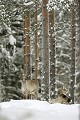 Un renne repu s'est couché dans la neige pour économiser son énergie  