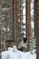 Les rennes apparaissent et disparaissent au gré du relief du terrain et de la disposition des troncs d'arbres...  