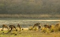 Cerf Axis, Ranthambore, Inde cerf axis, chital, harde, manger, lac, contre-jour 