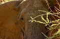 Elephant d'Afrique, Tarangire, Tanzanie Elephant, portrait, gros plan, afrique 