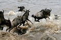 Gnou bleu, Masai Mara, Kenya Gnou, troupeau, rivière, traversée, plonger, éclaboussures, sauter, migration 