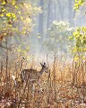 Cerf Axis, Kanha, Inde chital, cerf axis, contre-jour, faon 