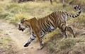 Ranthambore, Inde tigre, tigresse, inde, marcher, piste, contre-jour 