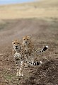 Guépard, Masai Mara, Kenya guépard, frère, file indienne, marcher, piste, territoire 