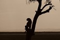 Guépard, Masai Mara, Kenya guépard, arbre, contre-jour 