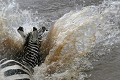 Zèbre de Burschell, Masai Mara, Kenya Zèbre, migration, eau, rivière, éclaboussures, sauter 