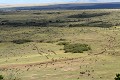 Gnous bleus, Masai Mara, Kenya Gnous, migration, vue du ciel, troupeau, file 