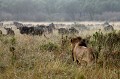 Lion d'Afrique, Masai Mara, Kenya Lion, mâle, guetter, gnou, troupeu, prédateur, proie 