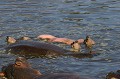 Hippopotame, Serengeti, Tanzanie Hippopotame, ventre, planche, apnée, eau 