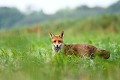 Renard roux dans une jachère renard, renarde 