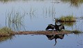 Anhinga d'Afrique
Botswana - Delta de l'Okavango  