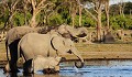 Botswana - Eléphants s'abreuvant à la Rivière Kwai  
