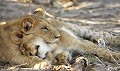 Botswana - Deux lionceaux dans le Delta de l'Okavango  