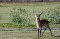 Botswana - Cobe Lechwé dans le Delta de l'Okavango  