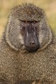 Portrait d'un babouin mâle - Masai Mara - Kenya babouin 