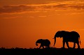 Elephanteau et sa mère au lever du soleil  