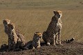 Une mère guéparde accompagnée de ses trois jeunes âgés de 7 à 8 mois environ  