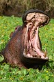 L'hippopotame ne baille pas par fatigue ou ennui, mais lorsqu'il est énervé ou pour montrer qui est le patron  