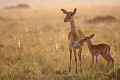Très méfiantes, les impalas se mettent en alerte au moindre mouvement ou bruit suspect  