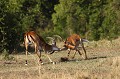 Combat entre deux impalas  