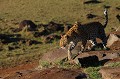 Pour inspecter son territoire, le léopard emprunte très souvent le même parcours  