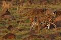 Après avoir passé la journée à se reposer au frais, cette léoparde reprend ses activités à la tombée du jour  