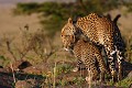 Moment de tendresse entre une mère léopard et un de ses petits - Masai mara  