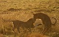 Deux grands lionceaux se chamaillent au soleil levant  