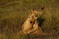 Une lionne adulte joue avec un lionceau de la troupe  