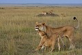 Un grand lionceau salue avec félicité une des lionnes de la troupe  