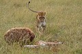 Sûre de sa force, cette lionne vient s'approprier la proie que les hyènes avaient elles-mêmes volé à trois guépards  