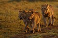 Rencontre avec une troupe de lions en déplacement au lever du soleil  