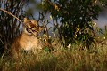 Un lionceau se fait les dents sur une branche de buisson  