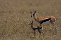 Très jeune gazelle de Thomson et sa mère  