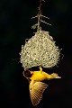 Parade d'un tisserin sur son nid dans la lumière du soleil levant  