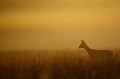 Chevreuil dans la brume au lever du soleil chevreuil 