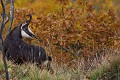 L'automne est la saison du rut chez les chamois, de bon matin le mâle dominant du groupe surveille le déplacement de ses dames chamois 