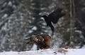 Aigle royal et Grand corbeau - Finlande - Hiver 2010  
