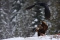 Aigle royal et Grand corbeau - Finlande - Hiver 2010  